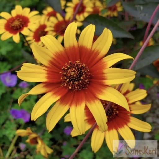 Heliopsis helianthoides 'Burning Hearts' - érdes napszemvirág