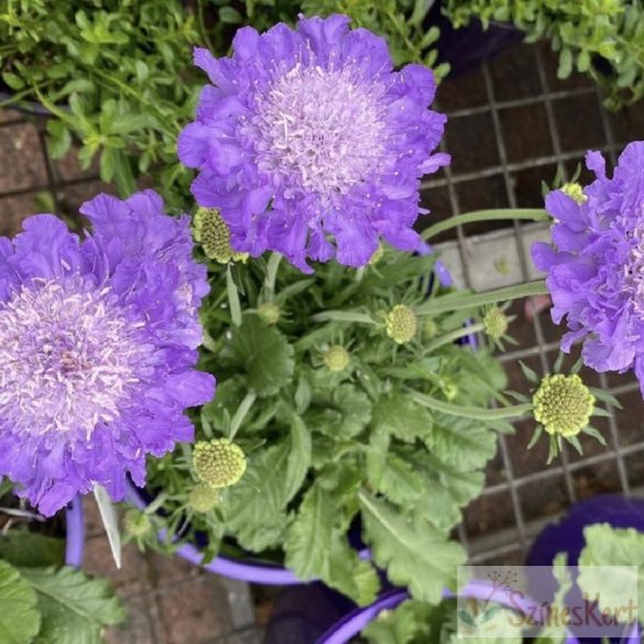 Scabiosa columbaria 'Mariposa Blue'  - galambszínű ördögszem