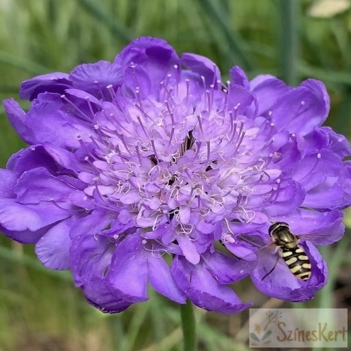 Scabiosa columbaria 'Mariposa Blue'  - galambszínű ördögszem