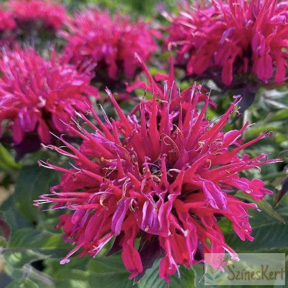 Monarda 'Balmy Rose' - méhbalzsam; indiáncsalán