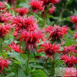 Monarda 'Fireball' - méhbalzsam; indiáncsalán