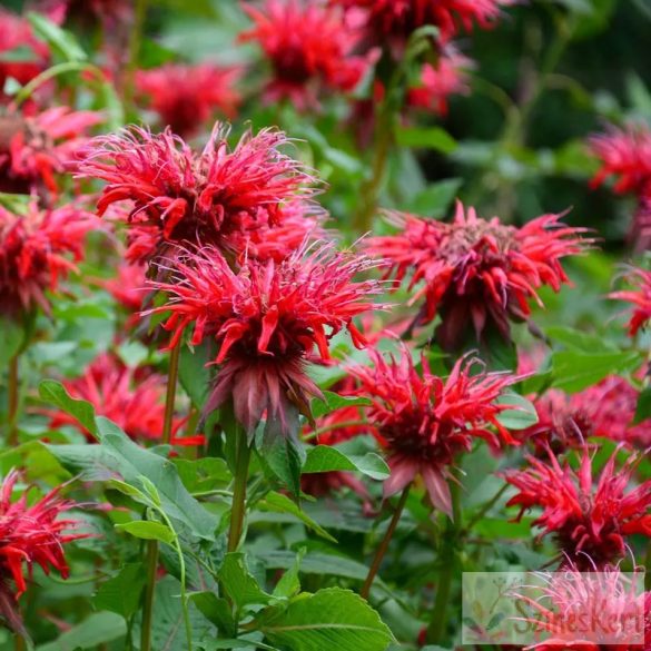 Monarda 'Fireball' - méhbalzsam; indiáncsalán