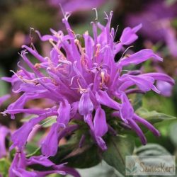   Monarda 'Balmy Lilac' - méhbalzsam; indiáncsalán