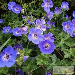 Geranium 'Rozanne' - pompás gólyaorr