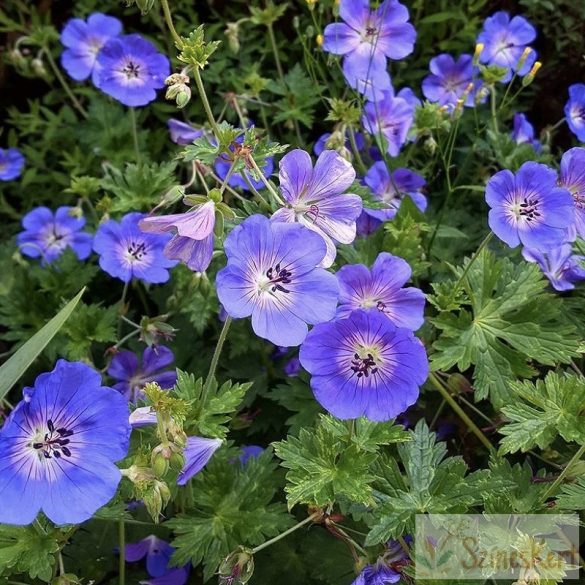 Geranium 'Rozanne' - pompás gólyaorr