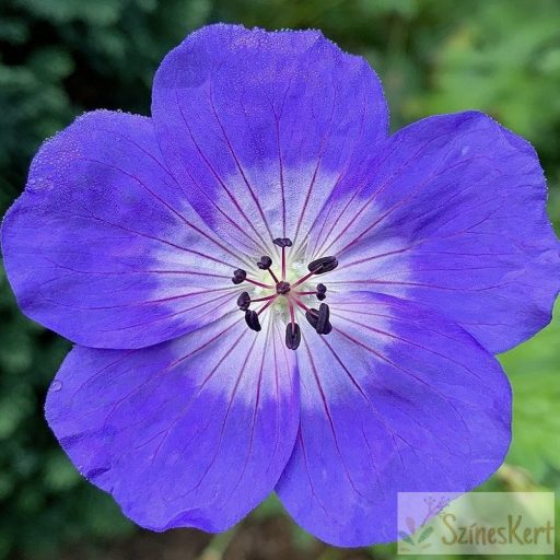Geranium 'Rozanne' - pompás gólyaorr