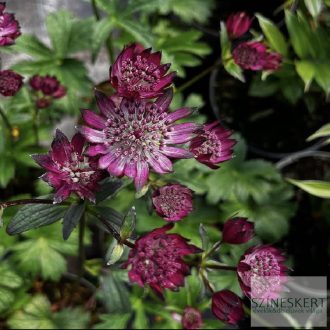 Astrantia major 'Burgundy Manor' - völgycsillag