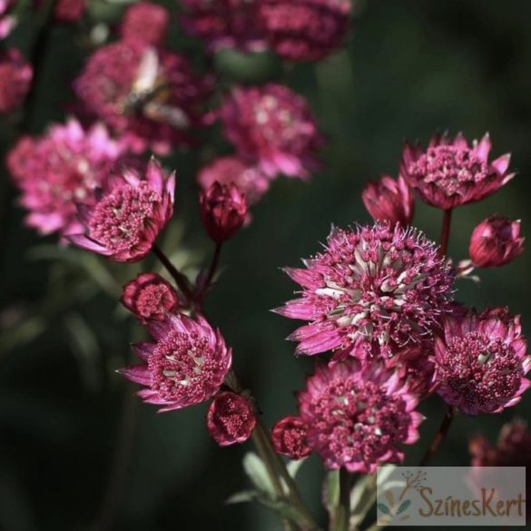 Astrantia major 'Burgundy Manor' - völgycsillag