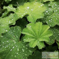 Alchemilla mollis - lágyszőrű palástfű