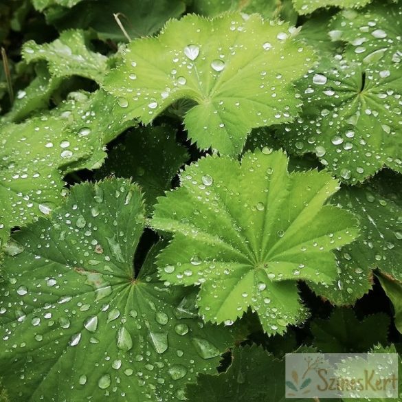 Alchemilla mollis - lágyszőrű palástfű