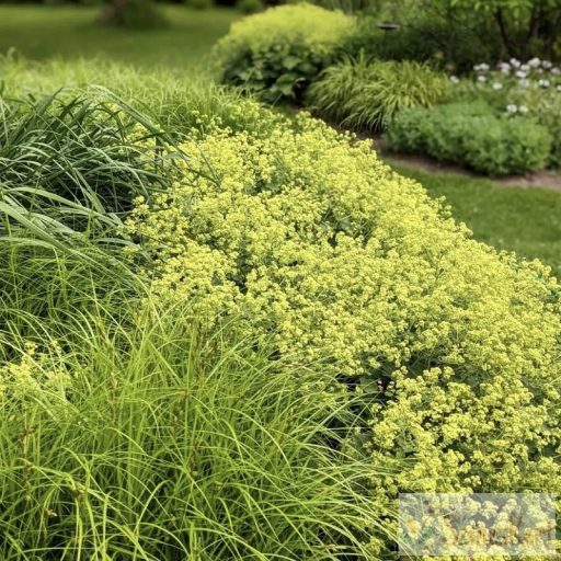 Alchemilla mollis - lágyszőrű palástfű