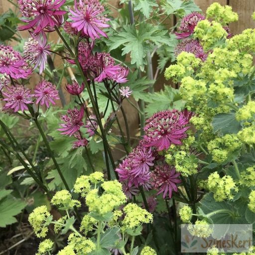 Alchemilla mollis - lágyszőrű palástfű