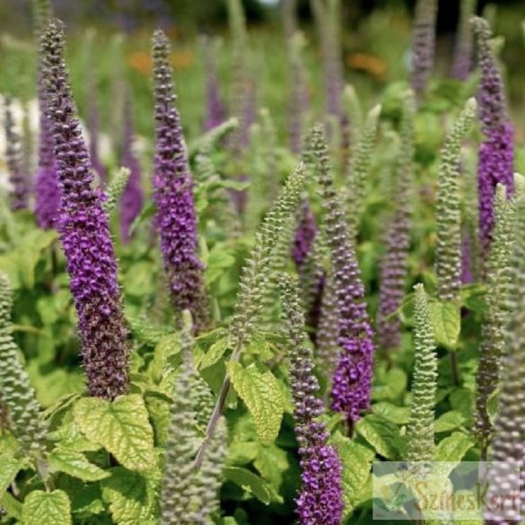 Teucrium hircanicum  - kaukázusi gamandor