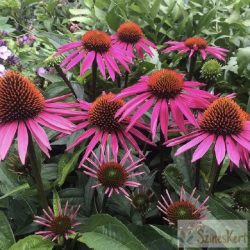   Echinacea purpurea 'Pica Bella' - sötétrózsaszín kasvirág