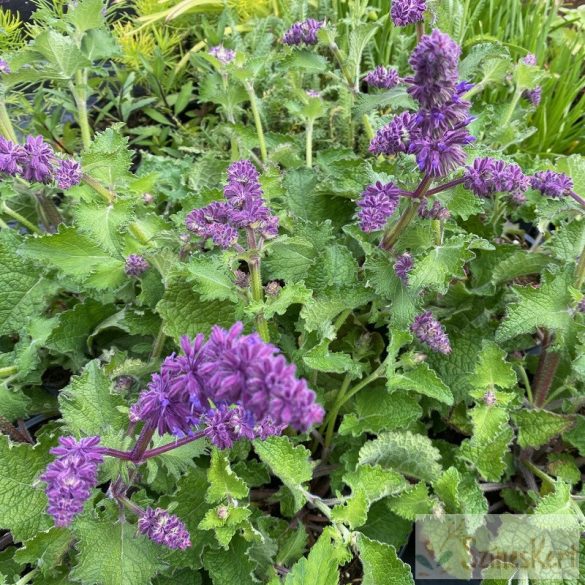 Salvia verticillata 'Purple Rain' - lózsálya