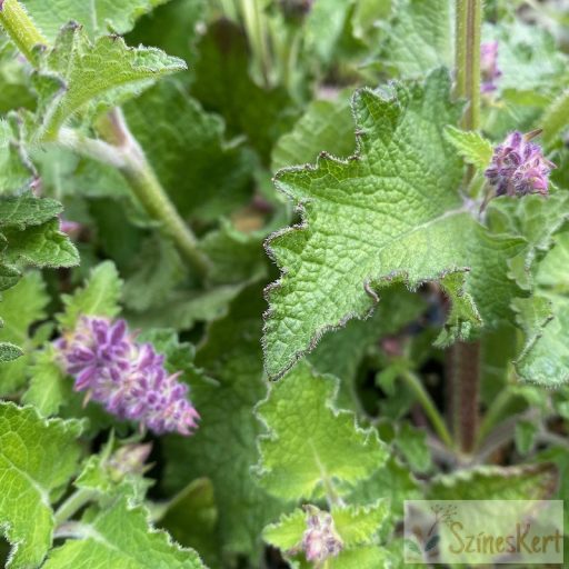 Salvia verticillata 'Purple Rain' - lózsálya