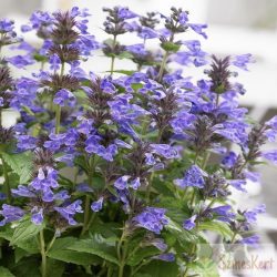 Nepeta 'Neptune' - macskamenta