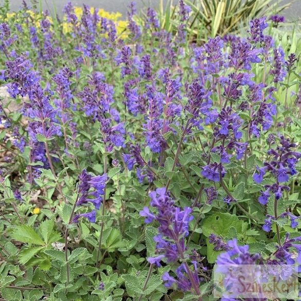 Nepeta racemosa 'Little Titch' - macskamenta