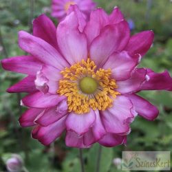   Anemone hupehensis 'Prinz Heinrich' - kínai szellőrózsa