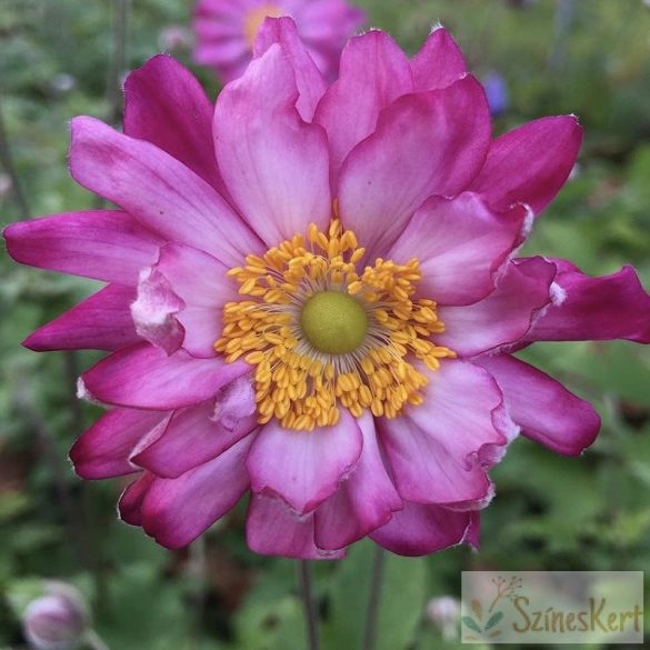 Anemone hupehensis 'Prinz Heinrich' - kínai szellőrózsa