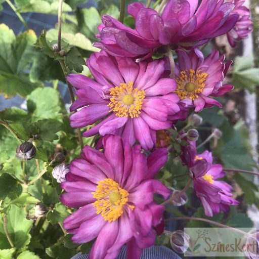 Anemone hupehensis 'Prinz Heinrich' - kínai szellőrózsa