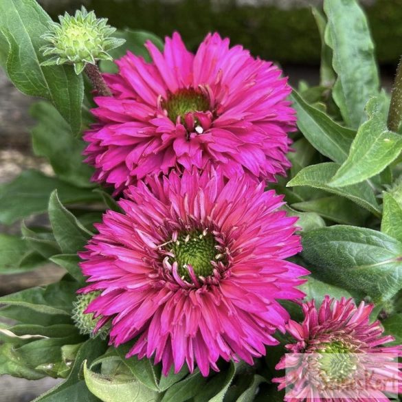 Echinacea 'SunSeekers Sweet Fuchsia' - kasvirág