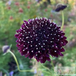   Scabiosa columbaria 'Summer Nights' - galambszínű ördögszem