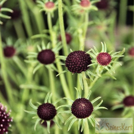 Scabiosa columbaria 'Summer Nights' - galambszínű ördögszem