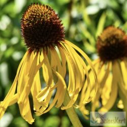 Echinacea paradoxa - sárga kasvirág