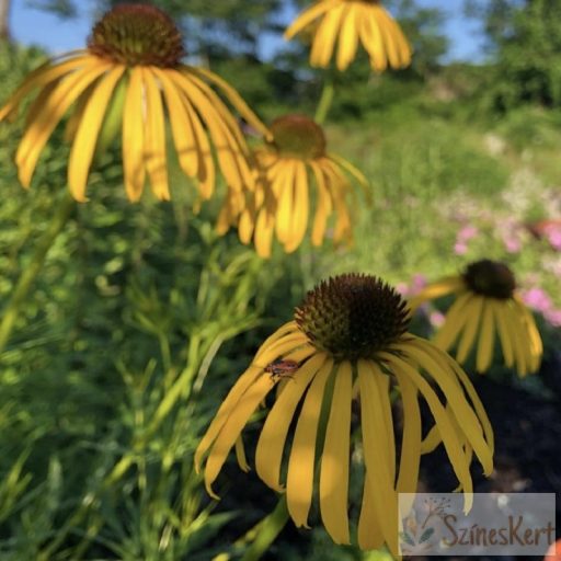 Echinacea paradoxa - sárga kasvirág