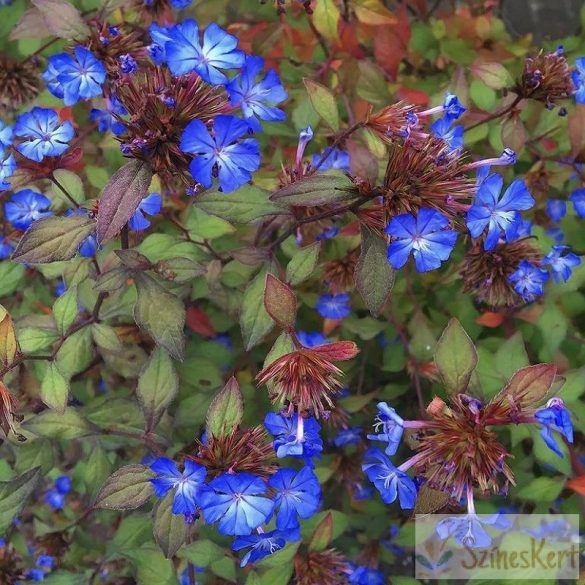 Ceratostigma plumbaginoides - tarackoló kékgyökér