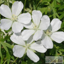 Geranium sanguineum 'Album’ - piros gólyaorr