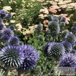   Echinops bannaticus 'Blue Globe' - sötétkék szamárkenyér