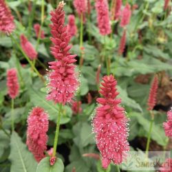   Persicaria amplexicaulis 'JS Carol' - szárölelő keserűfű