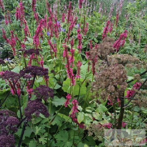 Persicaria amplexicaulis 'JS Carol' - szárölelő keserűfű
