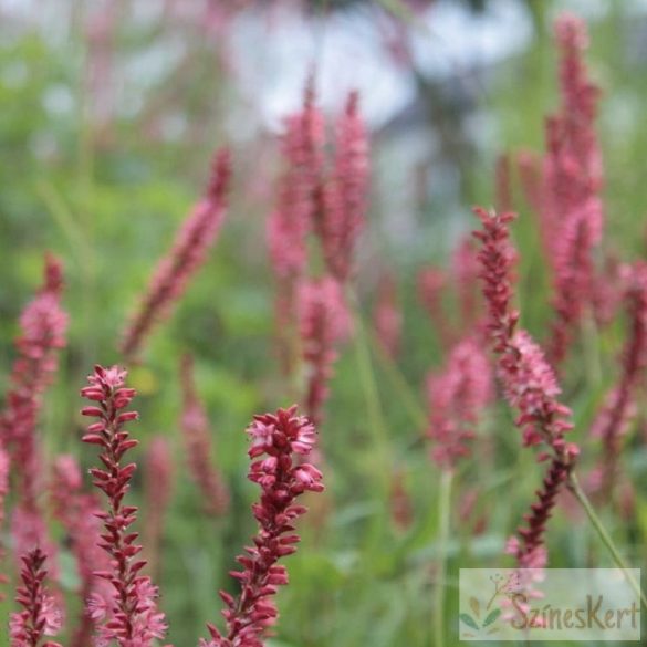 Persicaria amplexicaulis 'Orange Field' - szárölelő keserűfű