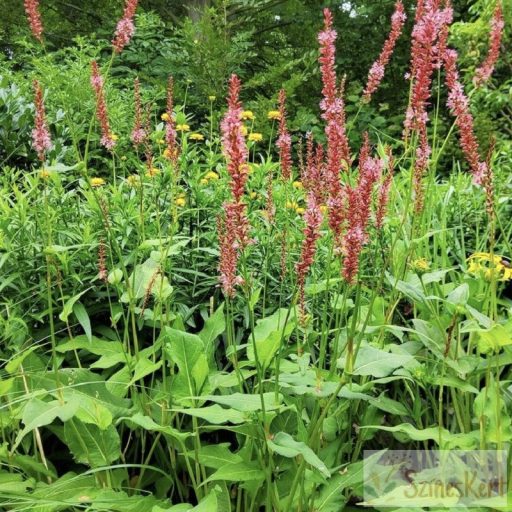 Persicaria amplexicaulis 'Orange Field' - szárölelő keserűfű