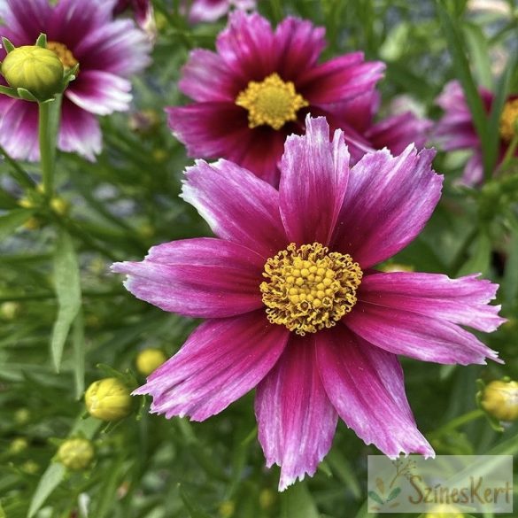 Coreopsis 'Starstruck' - menyecskeszem