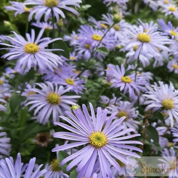 Aster thomsonii - őszirózsa