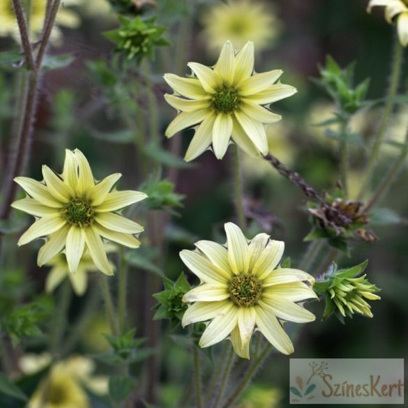 Silphium mohrii - csészekóró