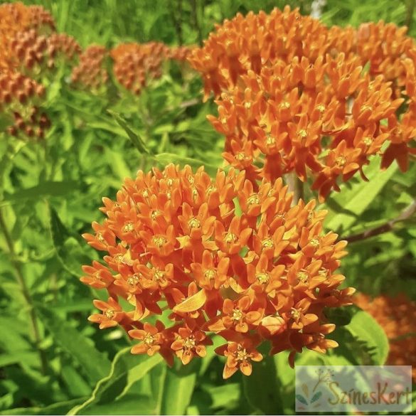 Asclepias tuberosa - gumós selyemkóró; narancskrepin