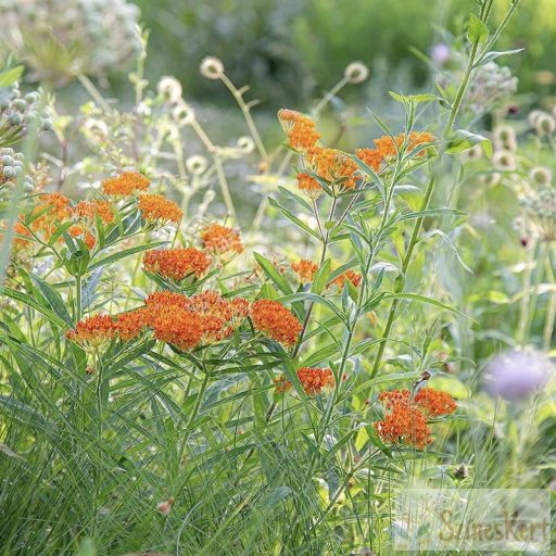 Asclepias tuberosa - gumós selyemkóró; narancskrepin