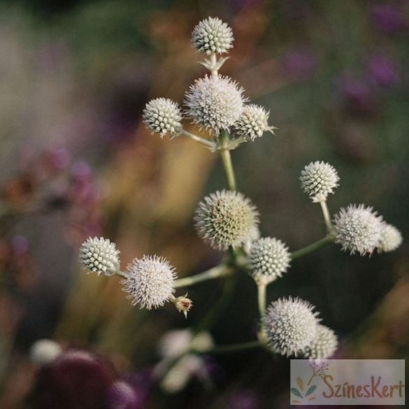 Eryngium yuccifolium - pálmaliliom-levelű iringó