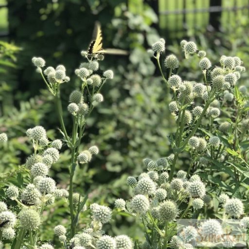 Eryngium yuccifolium - pálmaliliom-levelű iringó