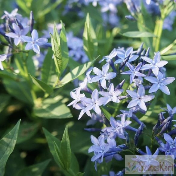 Amsonia 'Blue Ice' - széleslevelű csillagmeténg