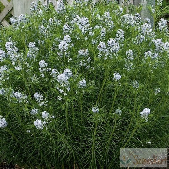 Amsonia hubrichtii - arkansasi csillagmeténg