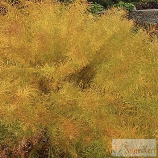 Amsonia hubrichtii - arkansasi csillagmeténg