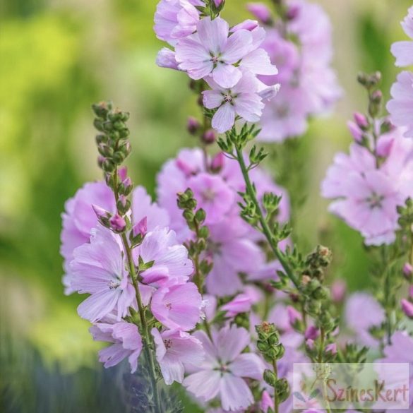 Sidalcea 'Elsie Heugh' - prérimályva