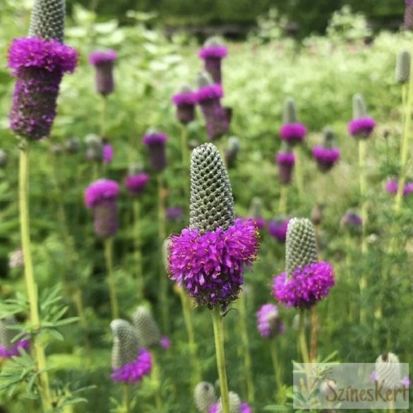 Dalea purpurea - préri lóhere