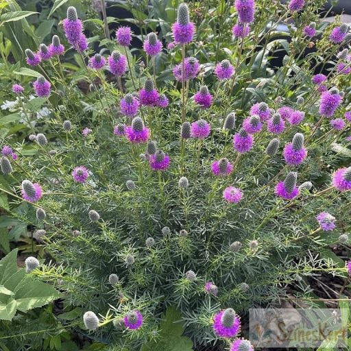 Dalea purpurea - préri lóhere